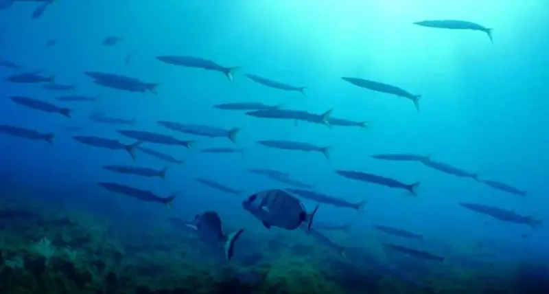 El mar balear es el que más óxido nitroso emite a la atmósfera en el Mediterráneo, según un estudio