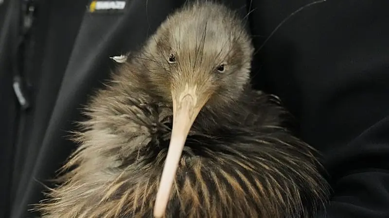 Kiwi, simbolo dell'identità neozelandese, tornano nella capitale