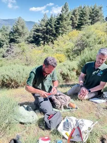 Anillan a un pollo de buitre negro en la colonia del Valle del Lozoya, que acumula ya 1.603 pollos anillados desde 1997