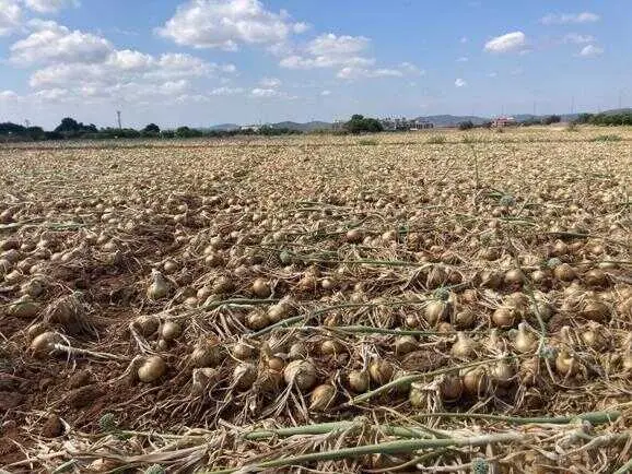 El incumplimiento de contratos y los precios "ruinosos" dejan miles de kilos de cebolla en el campo, según COAG