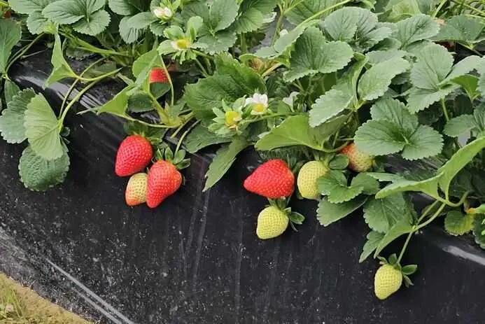 El Ifapa realizará los ensayos de identificación varietal de la fresa en España hasta 2029