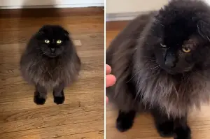 Woman Rescues Feral Cat—Nothing Prepares Her for What He Does a Year Later