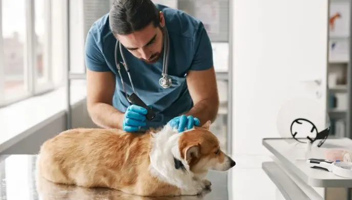 Veterinario visita un cane in ambulatorio