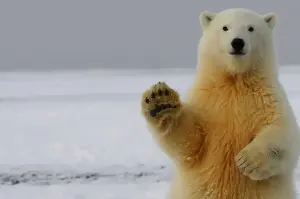Sailors play cruel prank on sleeping polar bear – now they're facing the consequences