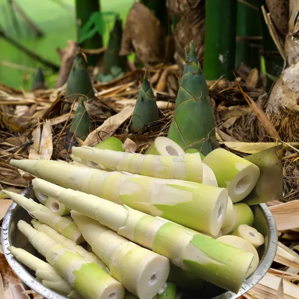 Những lưu ý để tránh bị ngộ độc khi ăn măng - Ảnh 1.