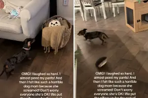 Owner Can’t Cope With Mini Dachshund’s Response to Spooky Season