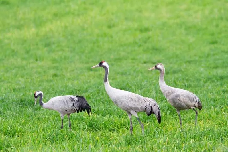Los Pedroches apuesta por el ecoturismo con un programa centrado en la invernada de las grullas