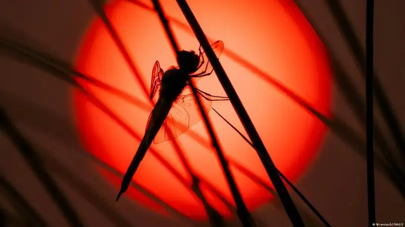 Llevamos décadas subestimando a los insectos, y la cifra real podría triplicar lo que creíamos