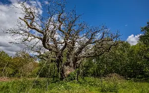 Robin Hood’s 1,200-year-old oak tree ‘killed by sightseers’
