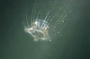 Jellyfish in Idaho? Rare sighting made in freshwater pond.