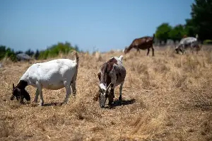California relies on goats to combat fires. A wage change threatens the industry