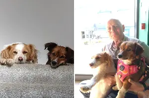 Couple Rescue Corgi Mix—Then Learn Her Best Friend Was Still in Shelter