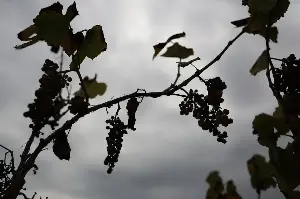 DNA from 15th-century grape seed reveals 600 years of ‘Clonal Propagation’ in France