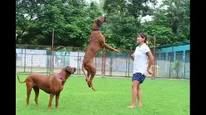 Dog, cat licences: Lucknow pet owners to pay annual fee as LMC gets formal nod