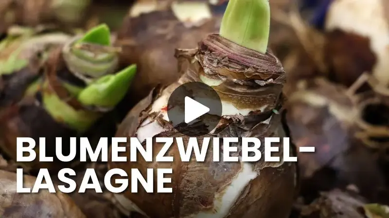 Mit der Lasagne-Bepflanzung blüht Ihr Balkon drei Monate ohne Unterbrechnung