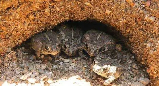 Descubren cómo estimar la edad de los anfibios para comprender mejor sus dinámicas poblacionales