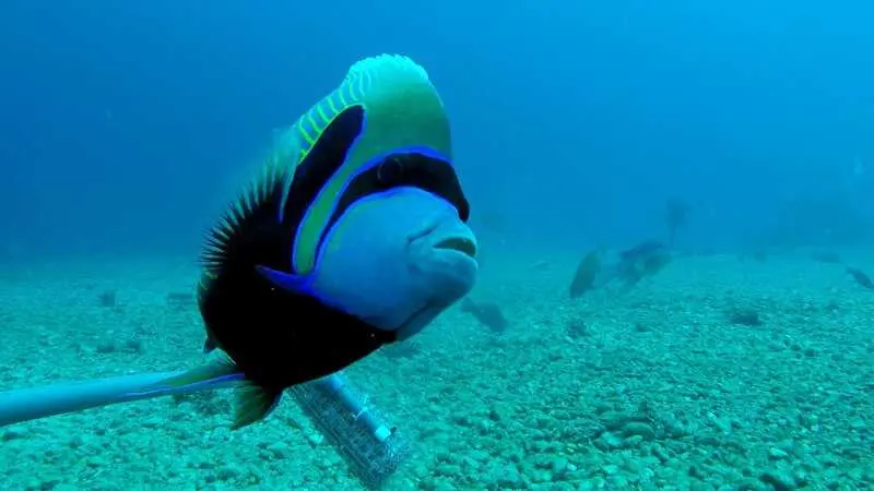 Investigadores del CSIC predicen qué peces del Mar Rojo colonizarán el Mediterráneo y amenazarán a especies locales