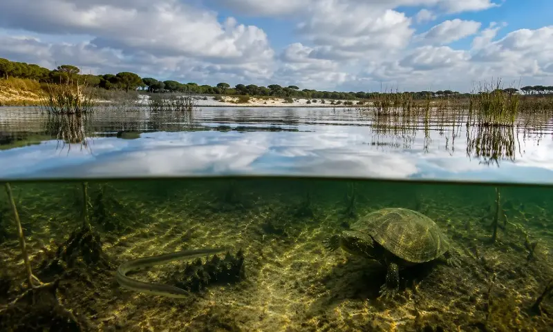La sequía deja huella en Santa Olalla: el agua vuelve, pero no las especies