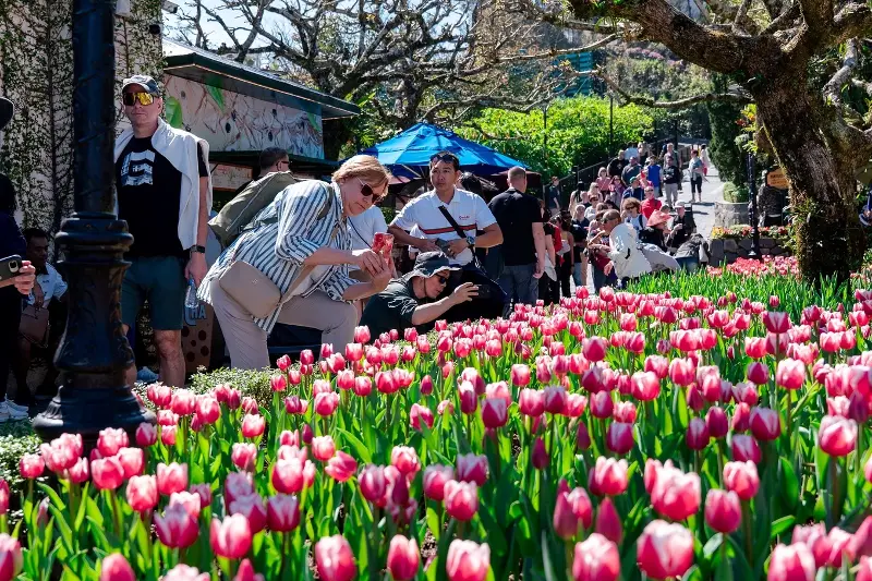Tourists are captivated by the tulip gardens.
