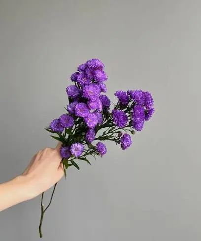 https://www.flowersandfancies.com/images/itemVariation/v4_aster-purple-23090915704.jpg