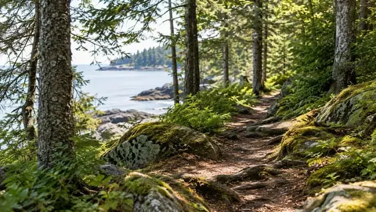 A narrow woods path circles the island, with gentle hills, rocks, and roots along the way.