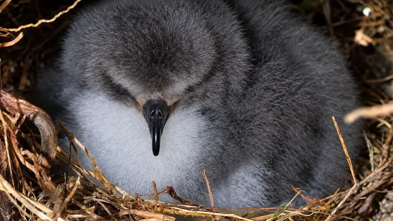 Cahow chicks grow up in burrows, and many nest in artificial ones built by conservationists.