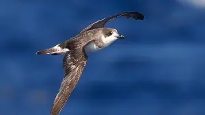 The cahow seabird's conservation success
