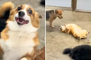 Man Picks Up Corgi From Day Care—Not Ready for What He Sees Through Window
