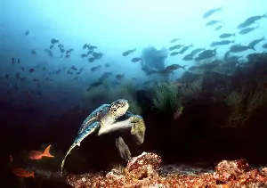 As world braces for ‘super’ El Niño, research suggests global warming has increased its punch