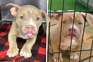 Mixed-breed puppy with a cleft lip finds her happy ending: "The cutest dog I've ever seen"