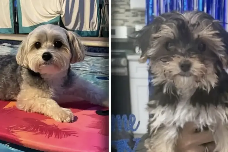 Woman clones her long-lost dog, and the results taught her a pup-tastic lesson!