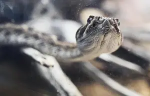 Where do rattlesnakes go when it’s hot in California? We asked the experts