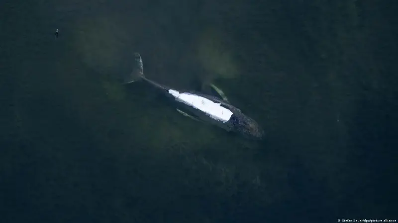 La saga de Timmy en Alemania continúa: la ballena se libera, pero vuelve a quedar atrapado