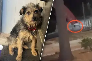 Tiny dog gets lost in California wilderness – and manages to survive for weeks!