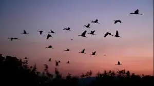 Study maps 60,000 sq km high-density corridor in India for endangered Lesser Florican