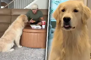 Dog owner tries to eat in peace – but his Golden Retriever isn't having it!