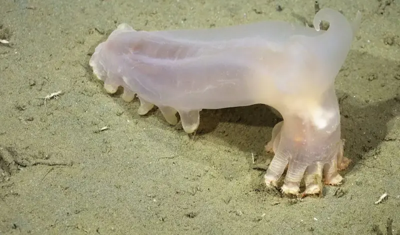 Científicos descubren 57 nuevas especies a casi 4.000 metros bajo el mar
