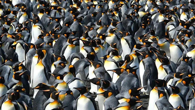Los pingüinos rey se benefician del clima cambiante, pero podría no ser una buena noticia
