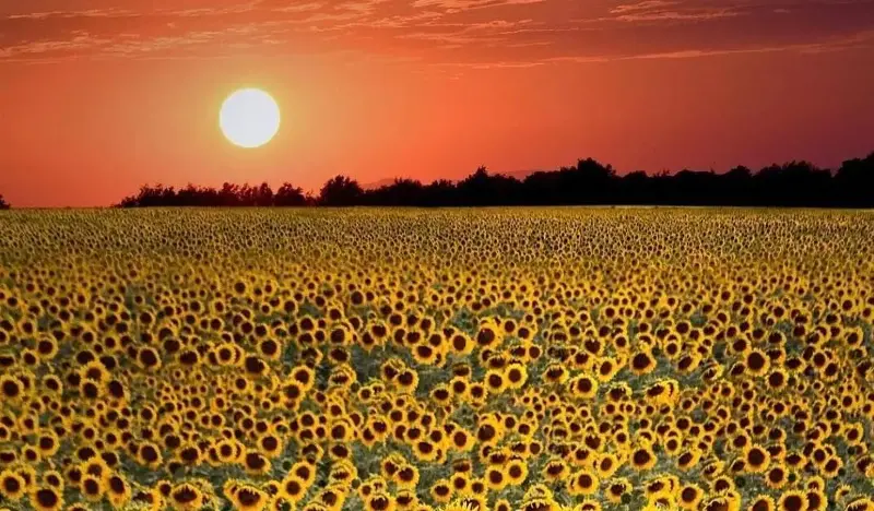 El heliotropismo lleva a mirar siempre al Sol