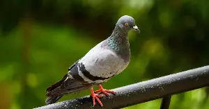 A remarkable new study suggests pigeons may navigate using their liver — solving a decades-long mystery about how birds find their way home across hundreds of miles by pointing to an organ no one had been looking at