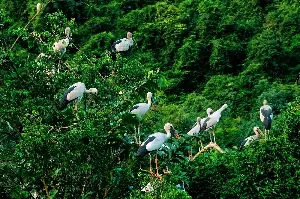 Visit Ninh Binh to admire egrets, herons, and ducks flying across the sky in Thung Nham.
