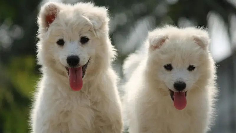 Met je hond op pad tijdens de hittegolf? Dit zijn zaken waar je op moet letten