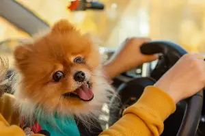 Owner Picks Pomeranian Over Golden Retriever, Reason Has Internet Obsessed