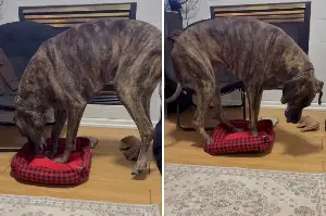 Great Dane Gets Bed Stolen by Corgi, Hysterics Over What Owner Sees
