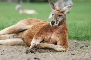 Missing Kangaroo Found Safe After Three-Day Search in Rural Wisconsin