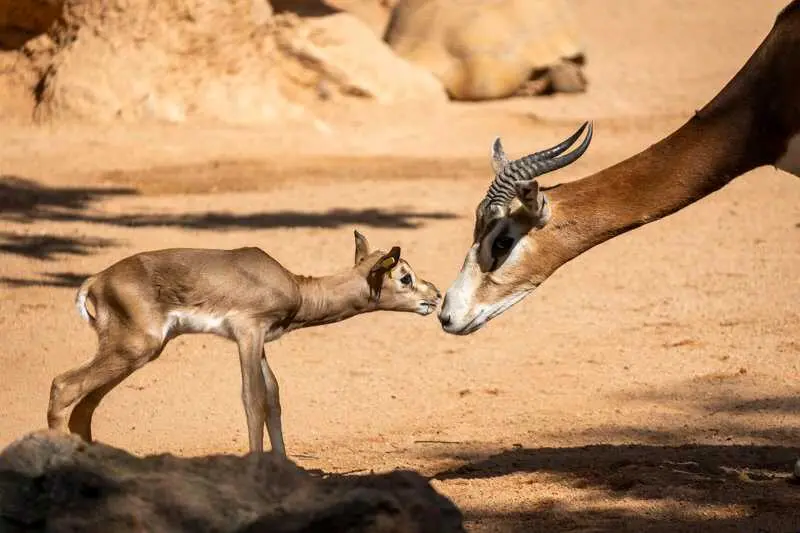 Bioparc Valencia acoge el nacimiento de una nueva cría de gacela Mhorr y supera la veintena de alumbramientos