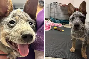 Internet Can’t Cope With Face of ‘Wobbly’ Shelter Dog Who Won’t Give Up