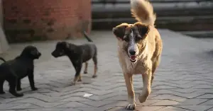 Dogs prefer yellow over food