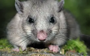 The rodent infestation so terrifying homeowners won’t admit to it