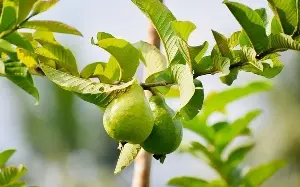 A man in Hanoi saw his blood sugar double after drinking guava leaf tea instead of medicine.